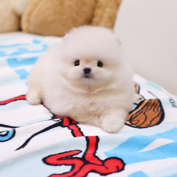 Pomeranian - Roro (Male)