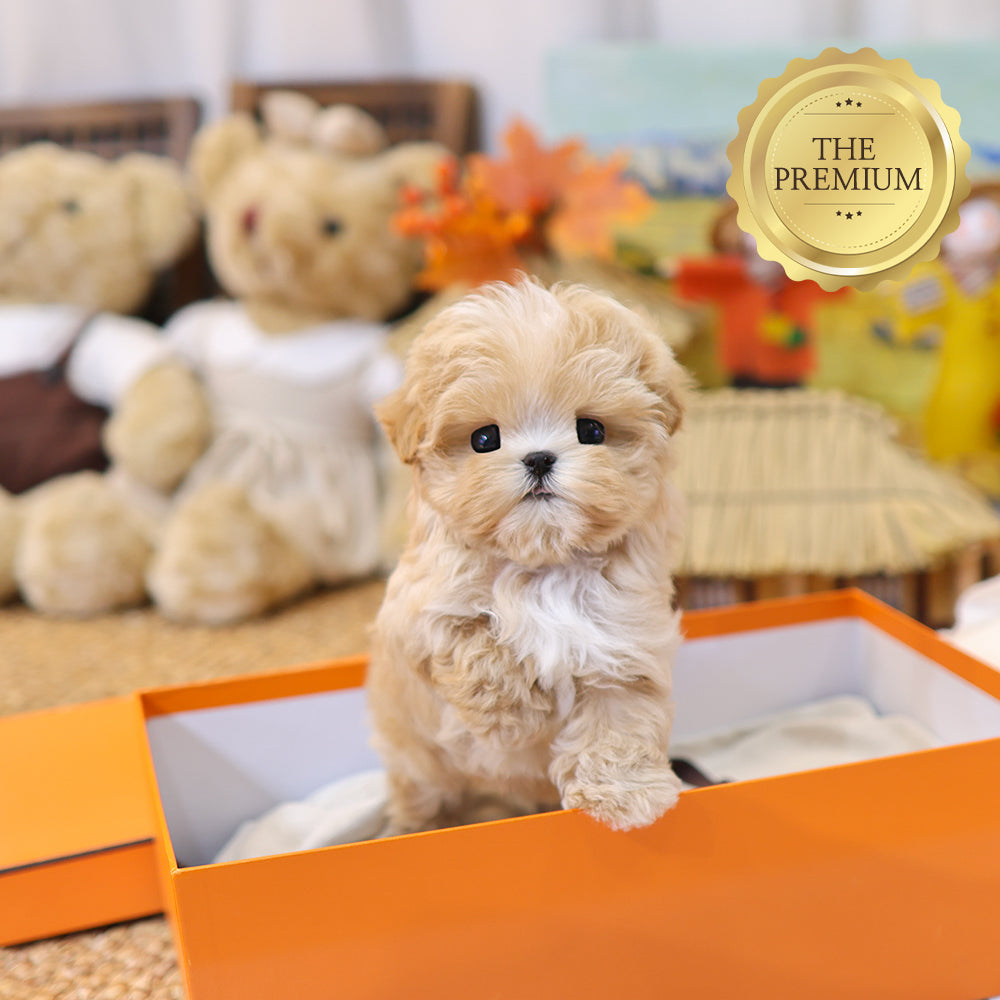 Maltipoo - Kkona (Male) $4000
