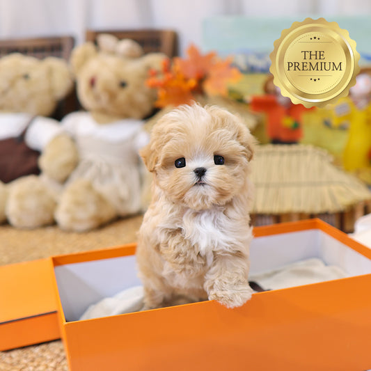 Maltipoo - Kkona (Male) $4000