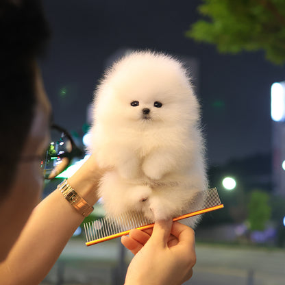 Pomeranian - Yuyu (Female) $5200