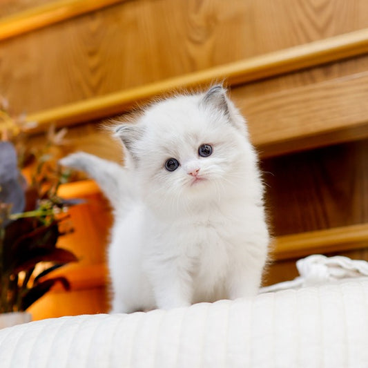 Ragdoll - Kongdol (Male)
