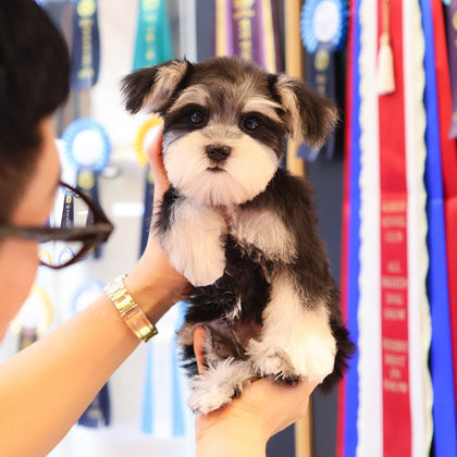 Schnauzer - Rullu (Female)