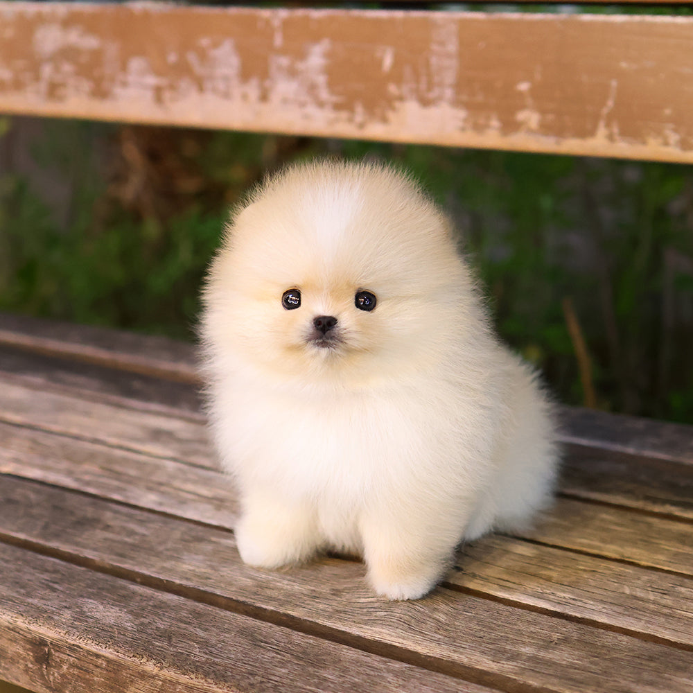 Pomeranian - Richi (Male) $2800