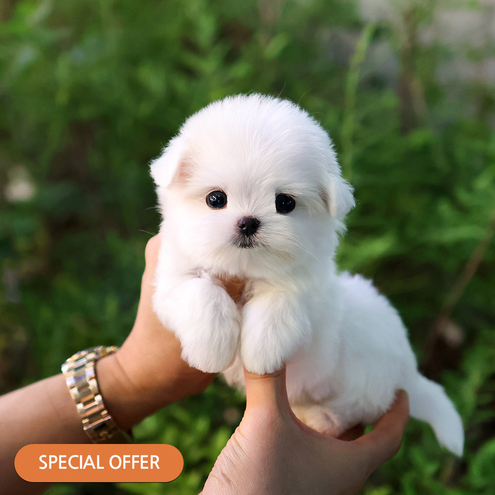 Maltese - Jeni (Female) $2900