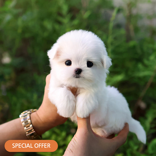 Maltese - Jeni (Female) $2900