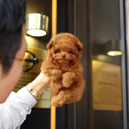 Poodle - Muji (Female) $6400