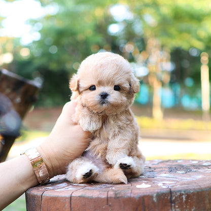 Maltipoo - Ago (Male)