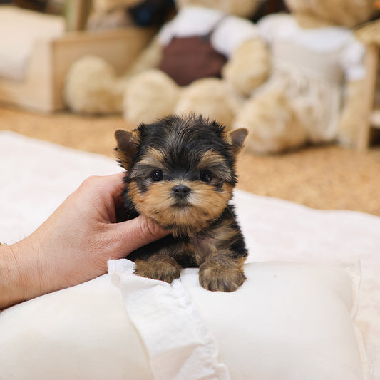 Yorkshire Terrier - Hamong (Female) $3000