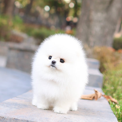 Pomeranian - Titi (Female) $5400