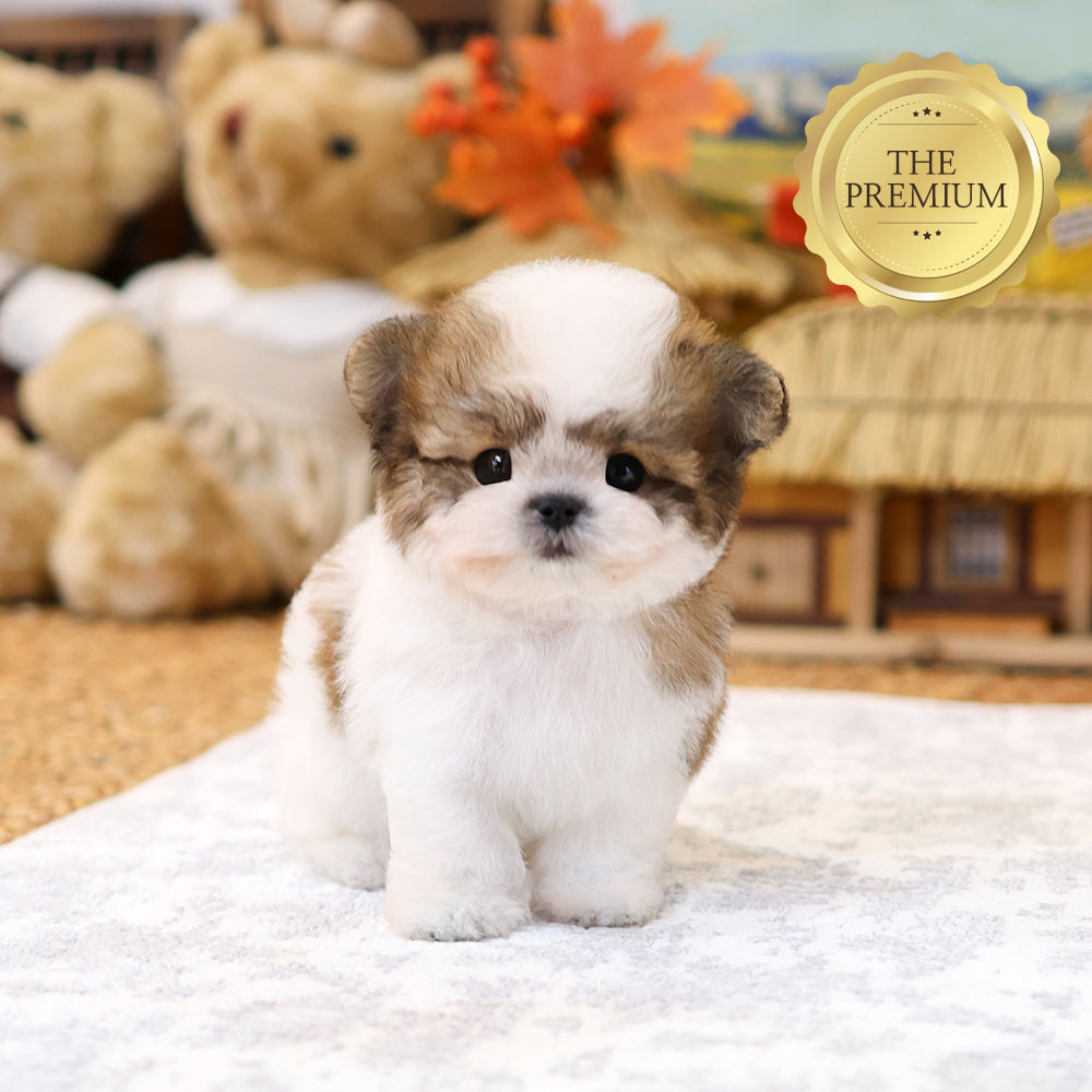 Poodle - Podo (Male) $4200