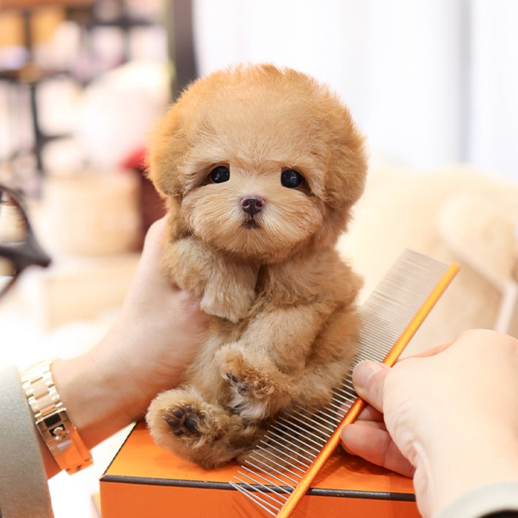 Poodle - Gwangmu (Male)