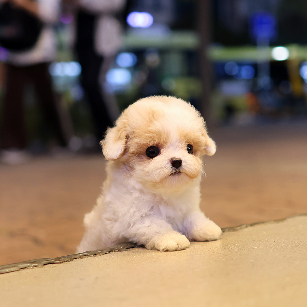 Maltipoo - Koko (Male) $2800