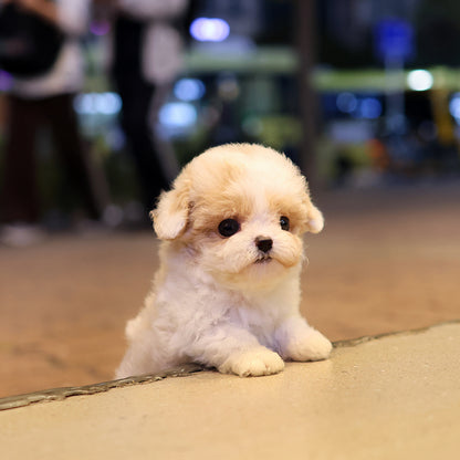 Maltipoo - Koko (Male) $2800