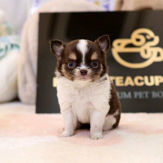 Chihuahua - Seuteo (Female)