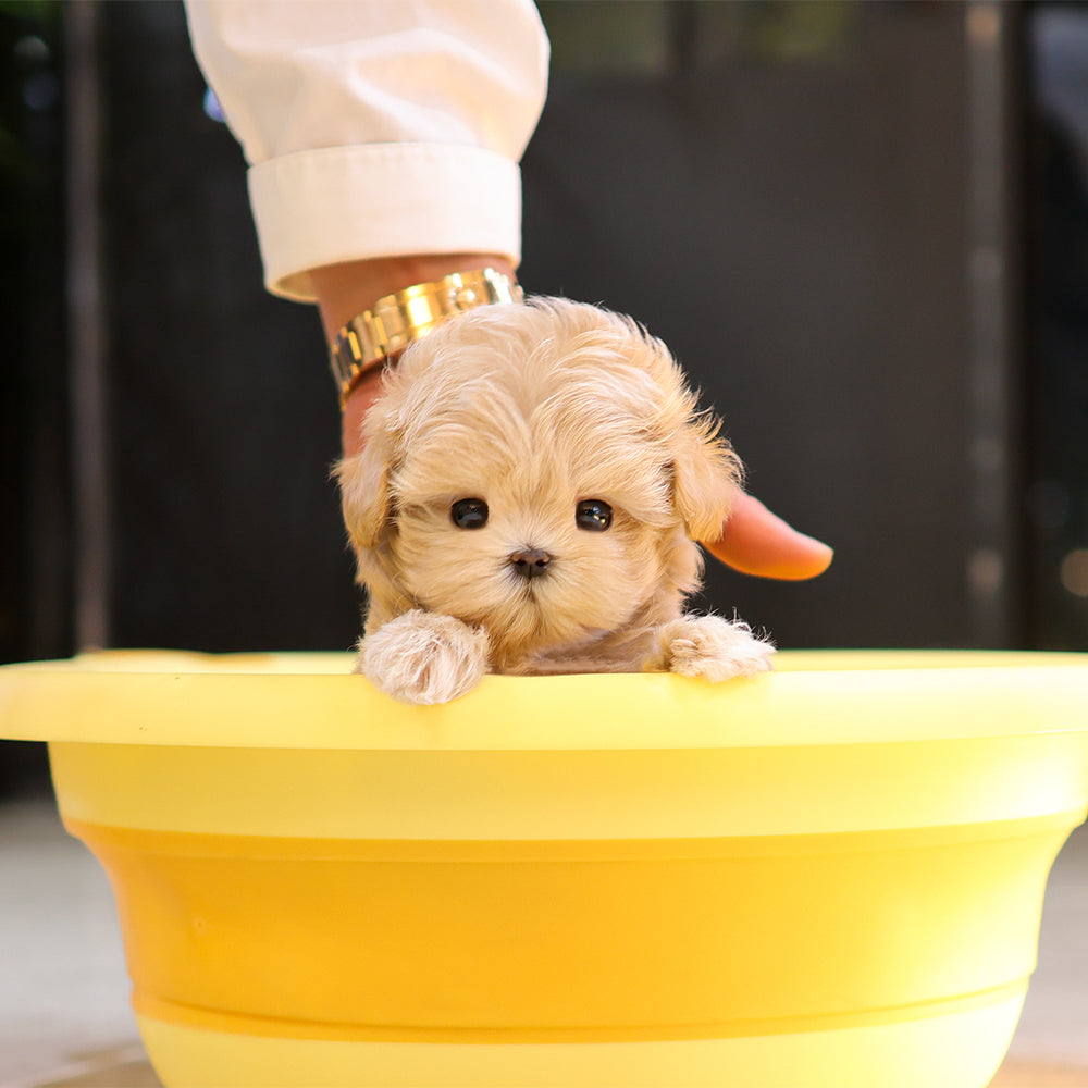 Maltipoo - Pingping (Female) $3800