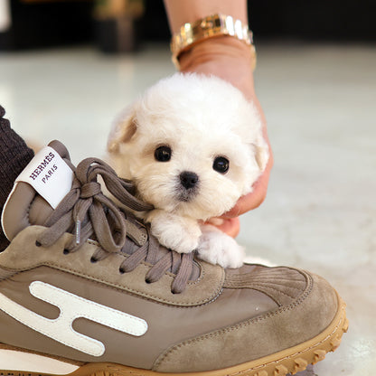 Bichinfrise - Aro (Female) $3800