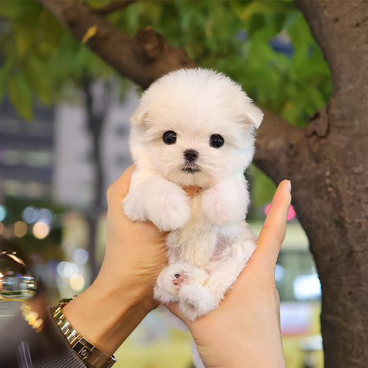 Maltese - Seoul (Female) $3000