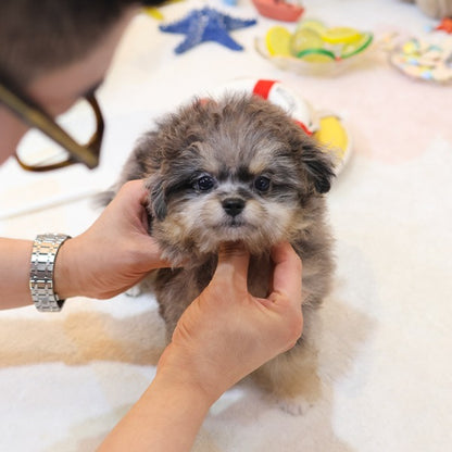 Maltipoo - Adi (Female)