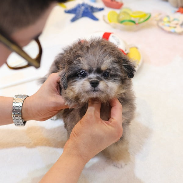 Teacup Maltipoo female puppy available at Cute Ptiga