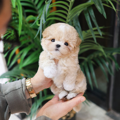 Maltipoo - Danny (Male) $3200