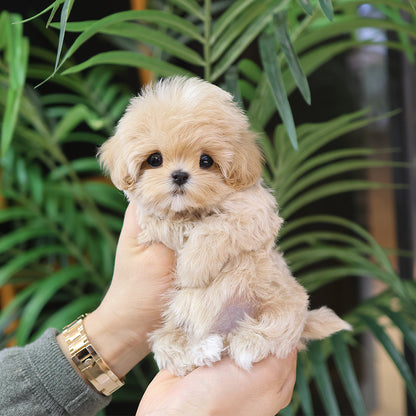 Maltipoo - Riri (Female) $4800