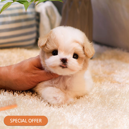 Maltipoo - Kiti (Male) $2400
