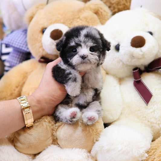 Poodle - DIdi (Male)
