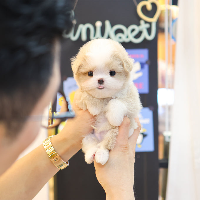 Maltipoo - Banban (Male) $3000