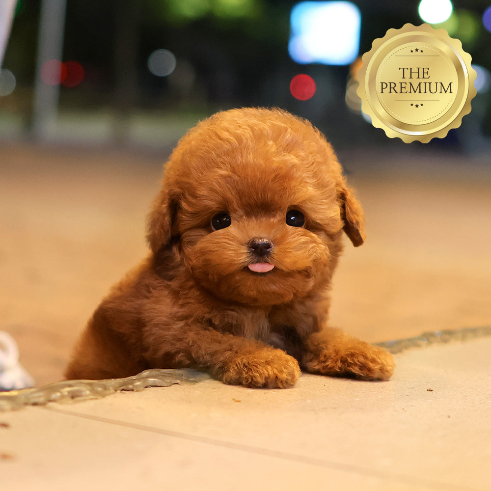 Poodle - Jeonju (Male) $4300