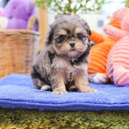 Maltipoo - Nunu (Female)