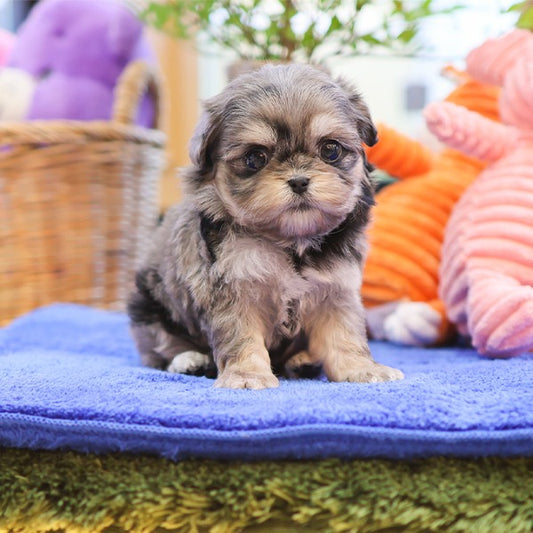 Maltipoo - Nunu (Female)