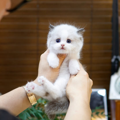 Ragdoll - Baekho (Male) $3000