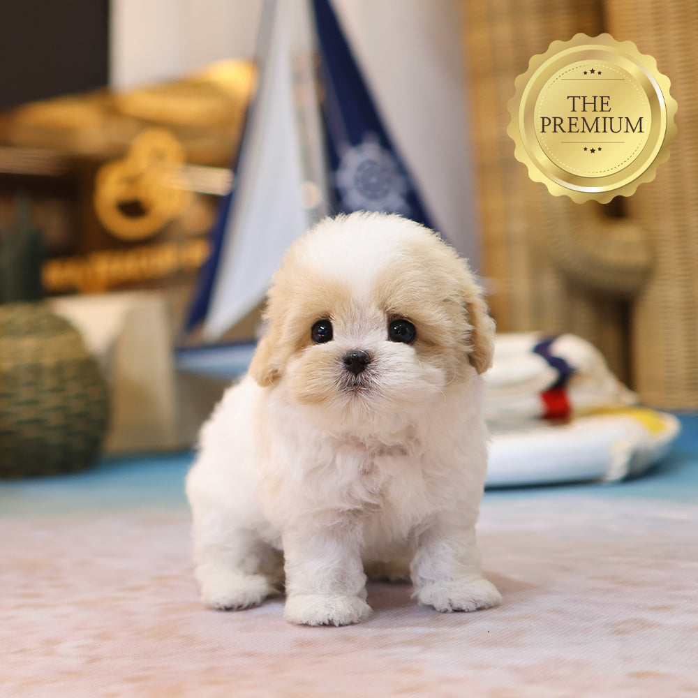 Maltipoo - Narong (Female) $4200
