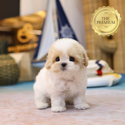 Maltipoo - Narong (Female) $4200