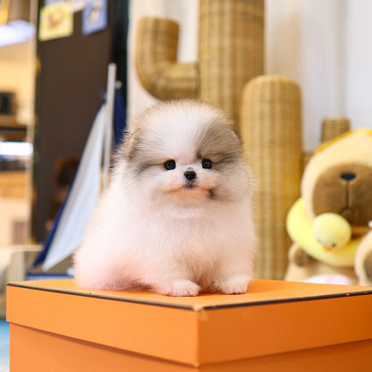 Pomeranian - Alla (Female) $5300