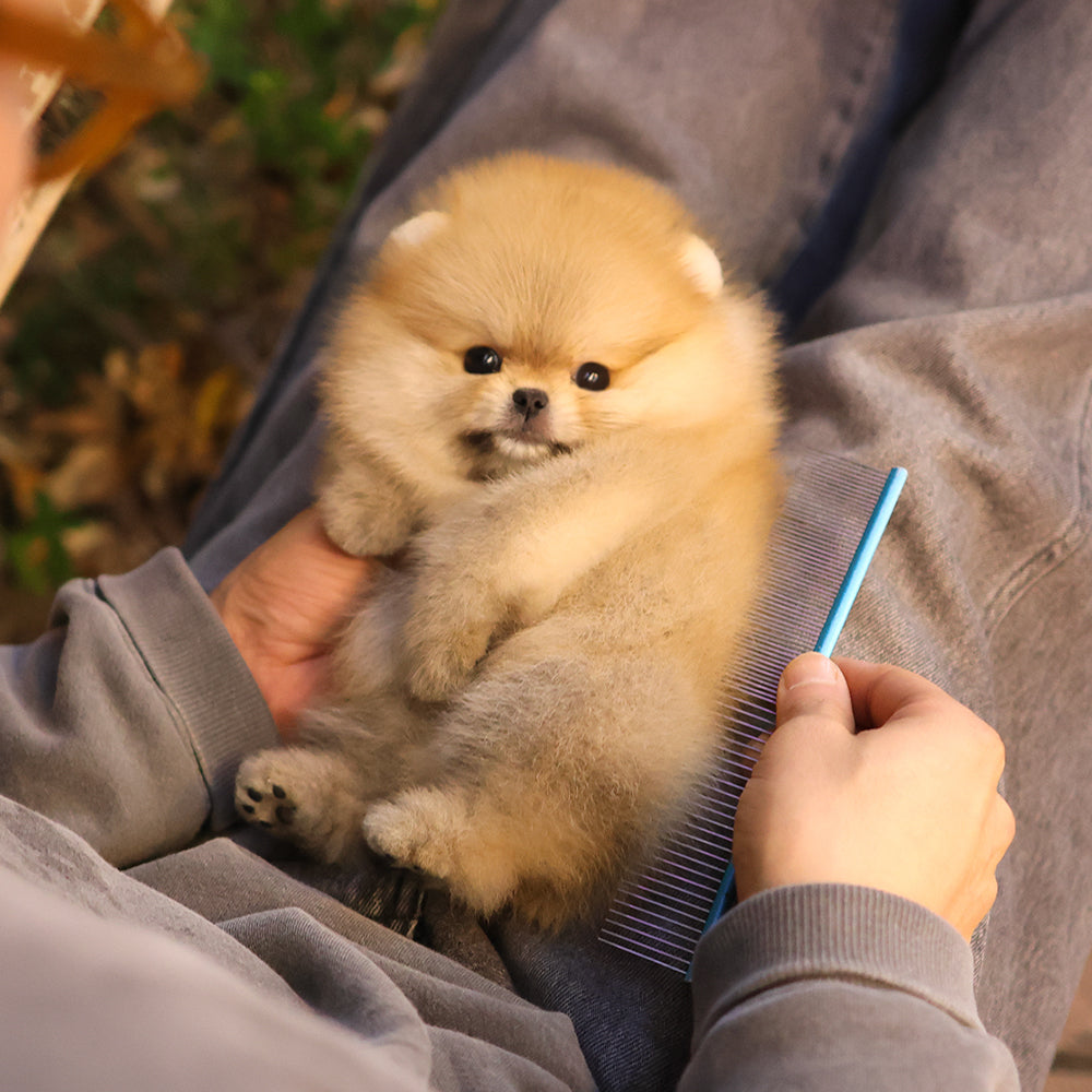 Pomeranian - Maisie (Female) $2800