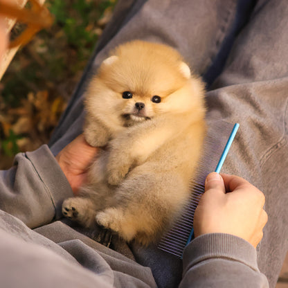 Pomeranian - Maisie (Female) $2800