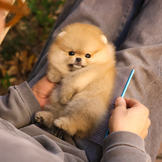 Pomeranian - Maisie (Female) $2800
