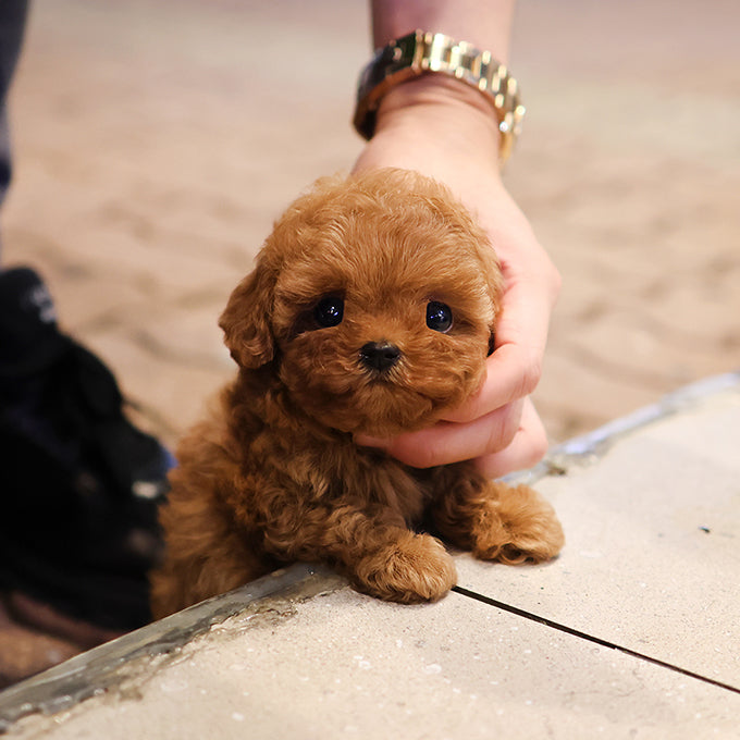 Poodle - Gaeul (Female) $2600