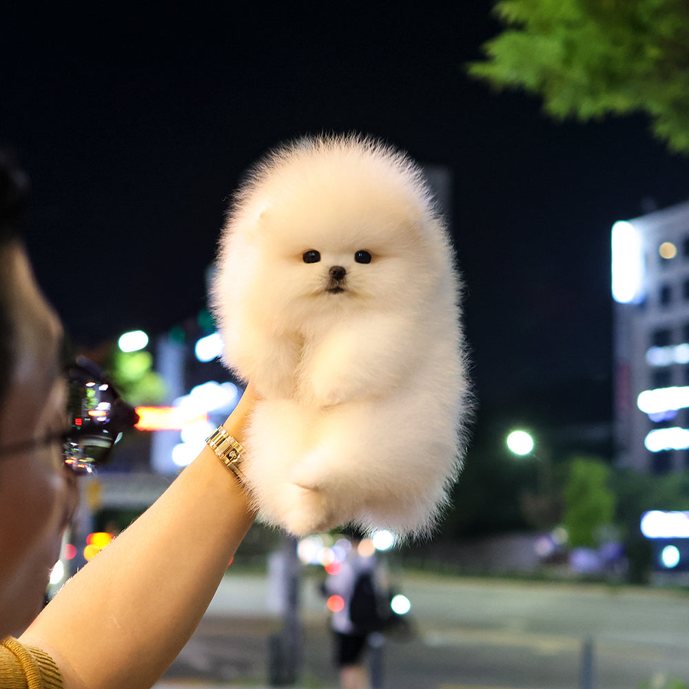 Pomeranian - Baegyang (Female) $5200