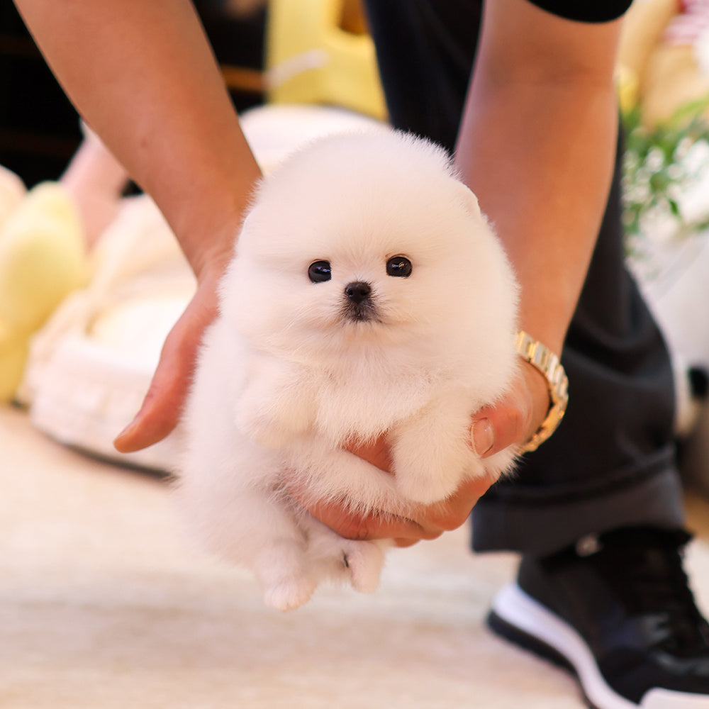 Pomeranian - Pomi (Female) $3000