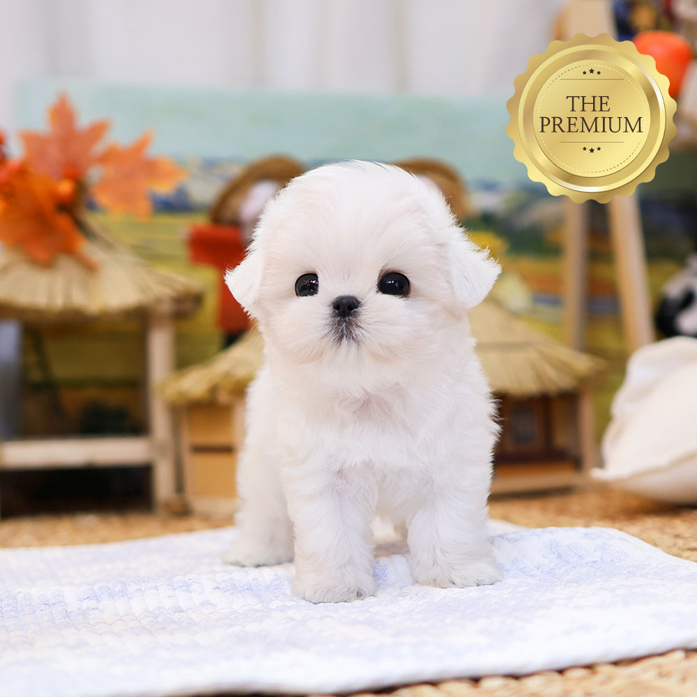 Maltese - Kamael (Male) $4400
