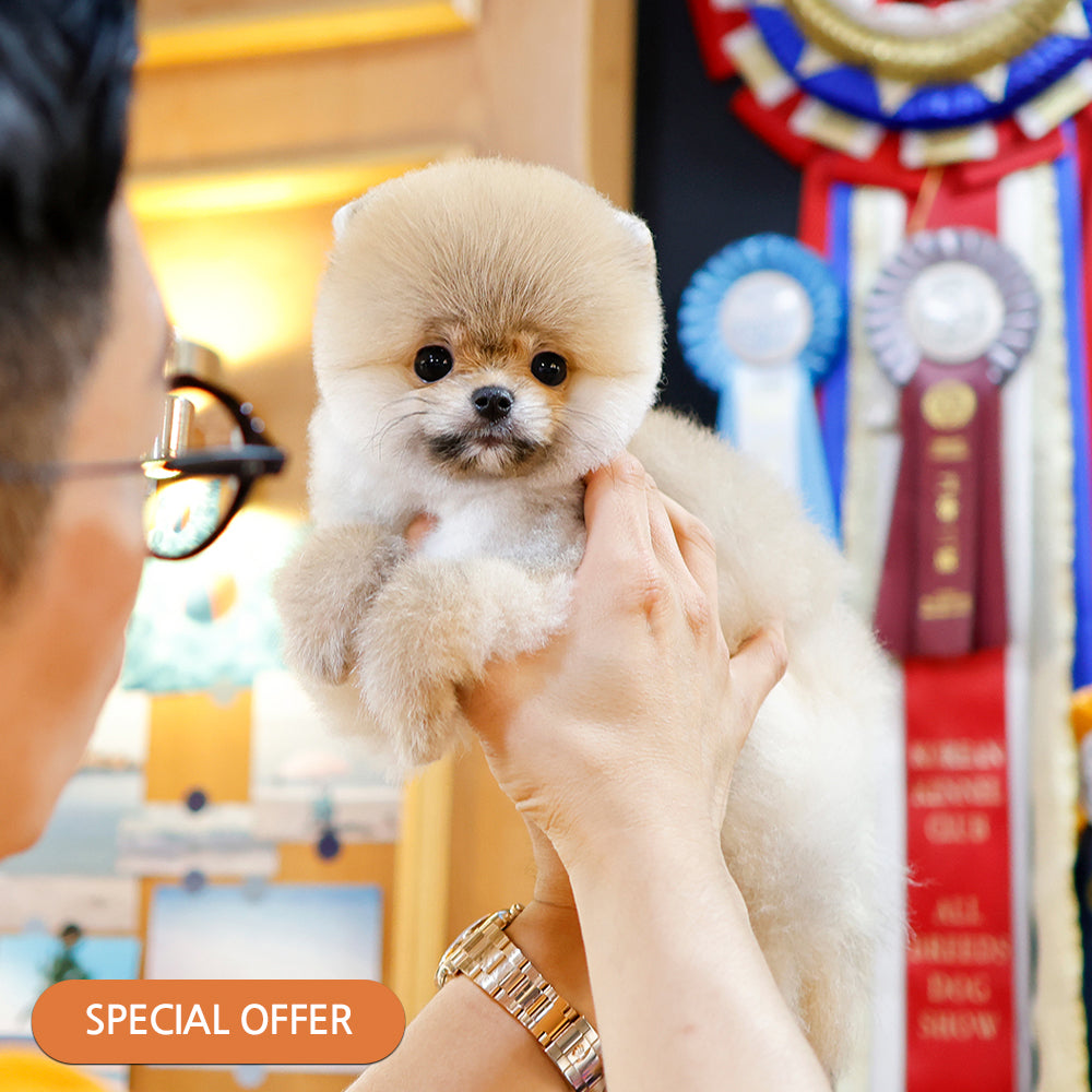 Pomeranian - Banjjak (Female) $2400