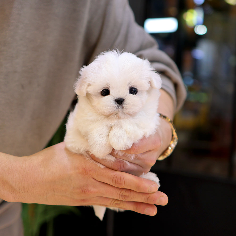 Maltese - Chorok (Female) $3800