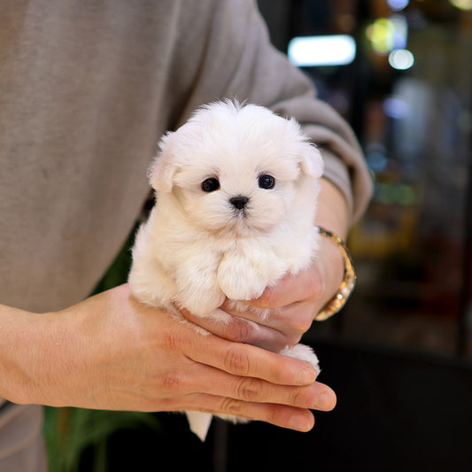 Maltese - Chorok (Female) $3800