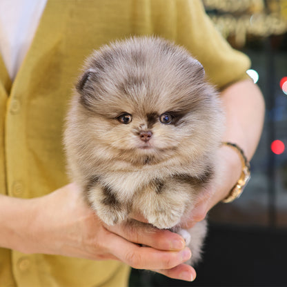 Pomeranian- Puki (Male) $5300
