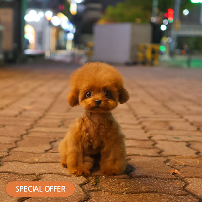 Poodle - Peanut (Female) $3600