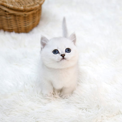 Munchkin - Hodu (Male)