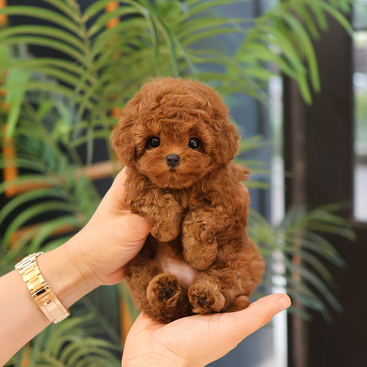 Poodle - Kkuram (Female)