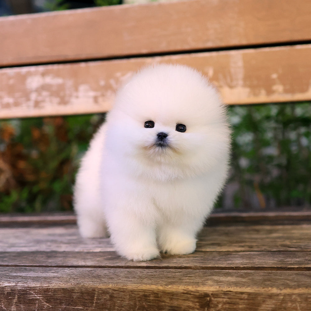 Pomeranian - Darong (Female) $4400